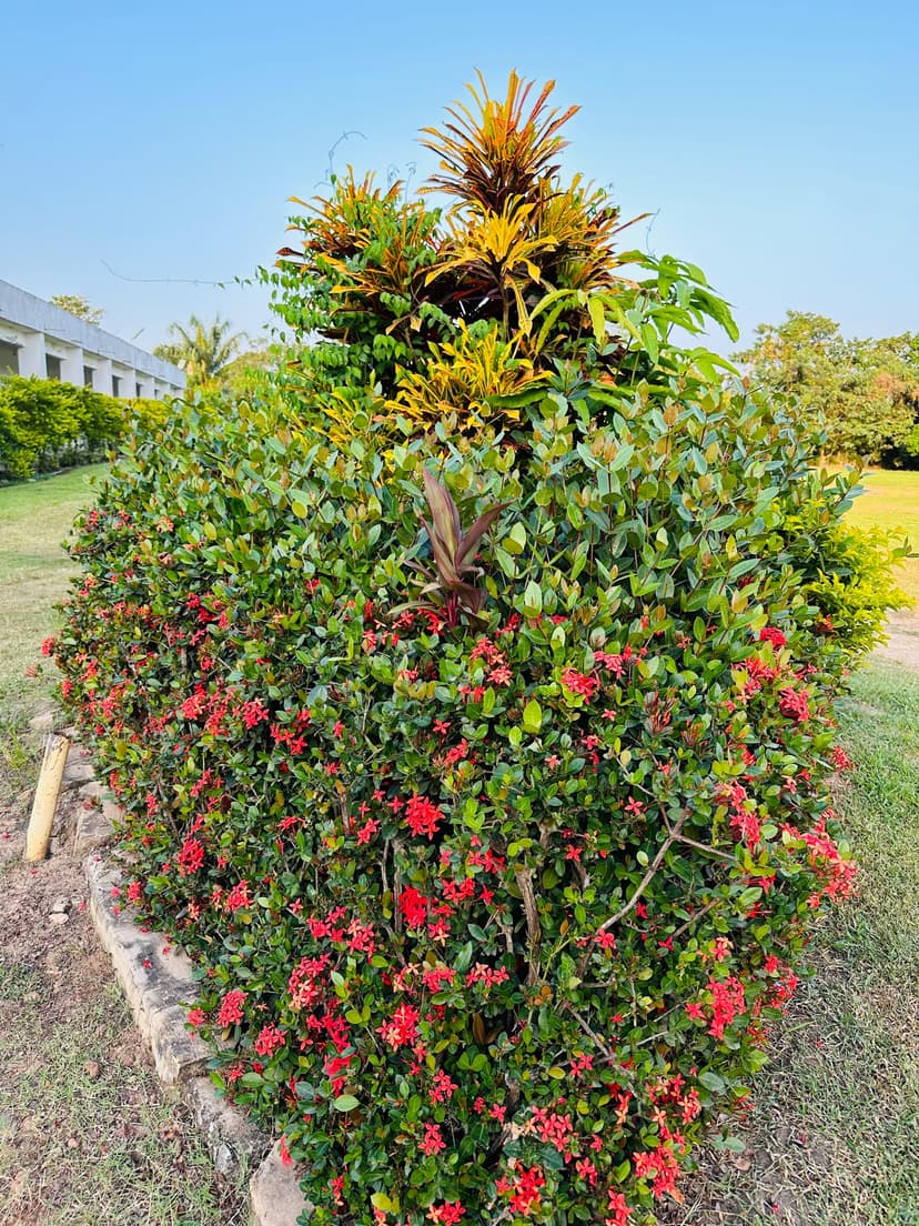 Ahmadiyya Muslim Hospital, Kokofu - Image 5